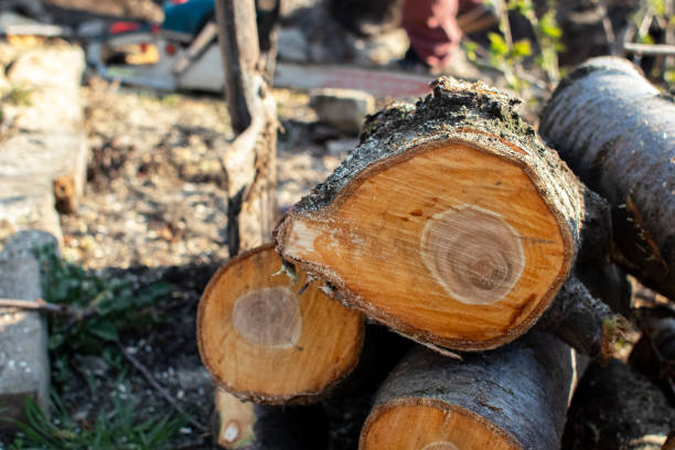 How Our Tree Care Process Works  in  Townsend, DE