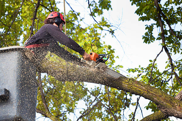 Best Hazardous Tree Removal  in Townsend, DE